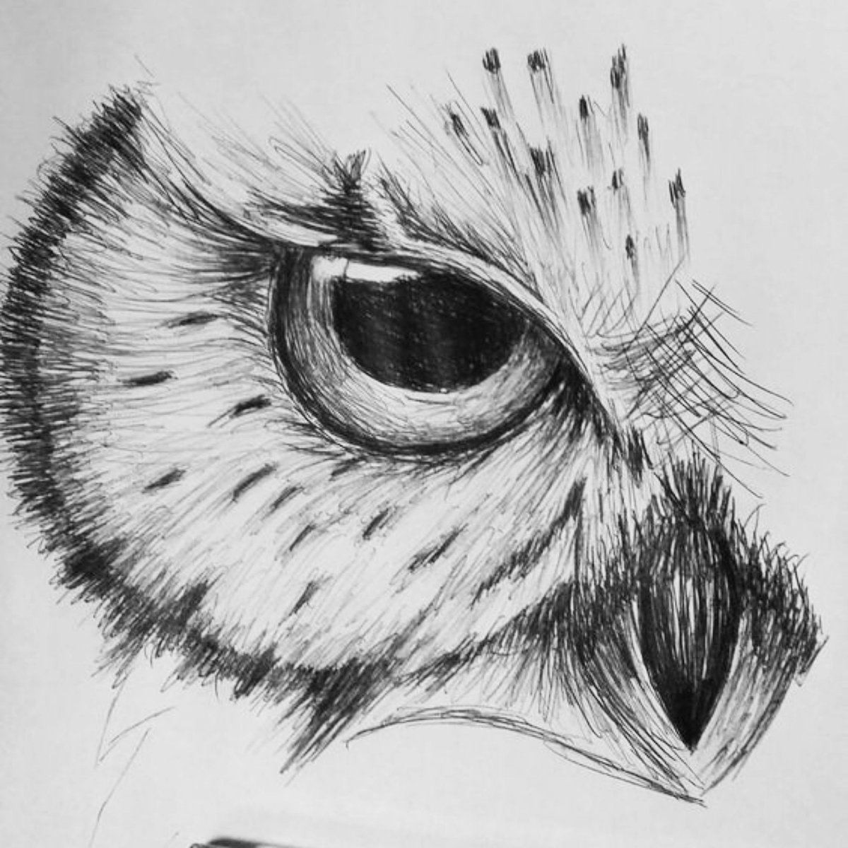 Глаза Совы рисунок. Реалистичные рисунки птиц. Zeichnen. Owl Sketch book.