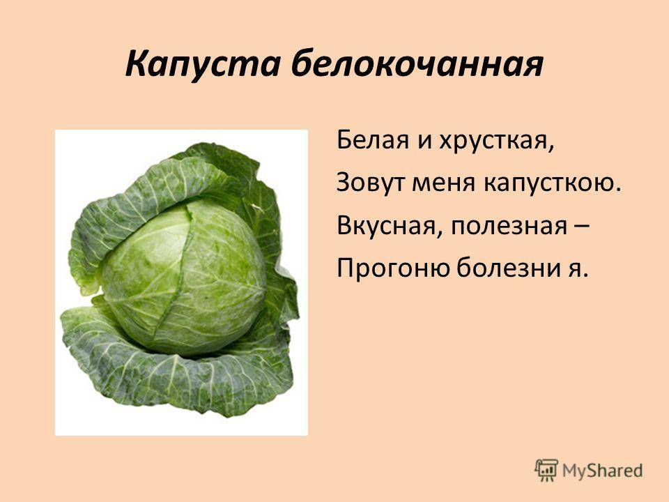 Презентация про капусту
