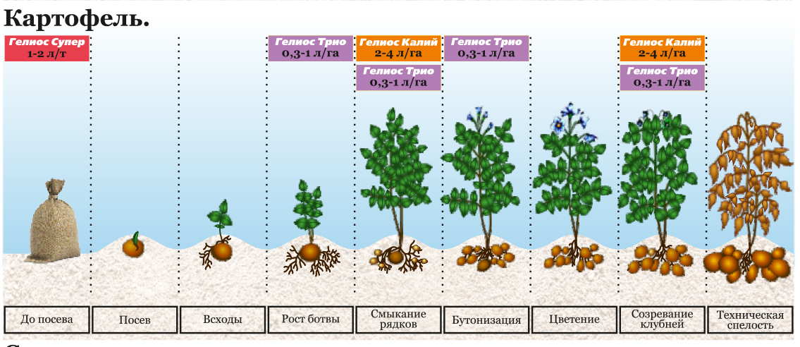 Как растет картофель схема