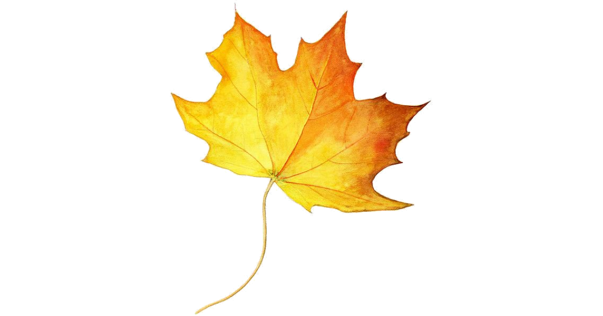 Осенний лист рисунок. Осенний кленовый лист. Кленовый лист рисунок. Рисунки осенних листьев. Осенние листья рисунок.