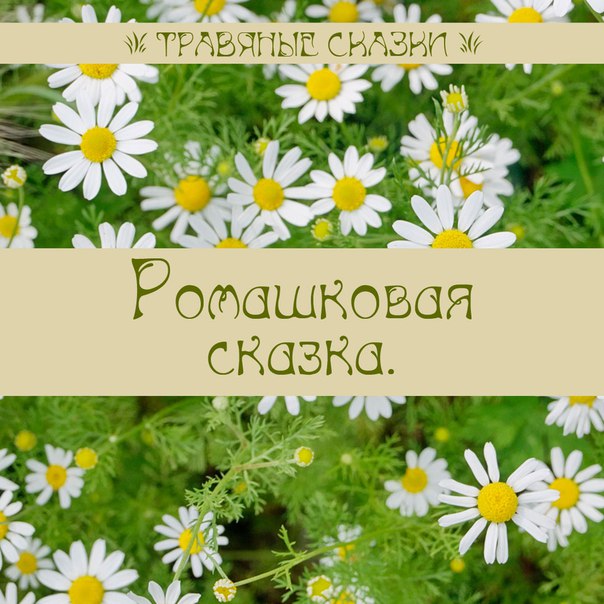 План сказки ромашка