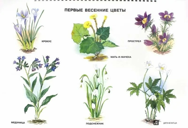 Растения весной картинки для детей