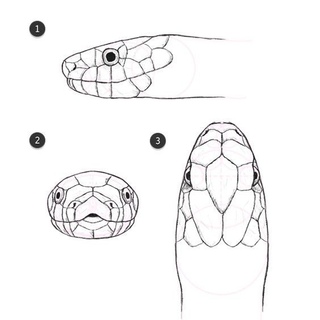 Как рисовать чешую змеи