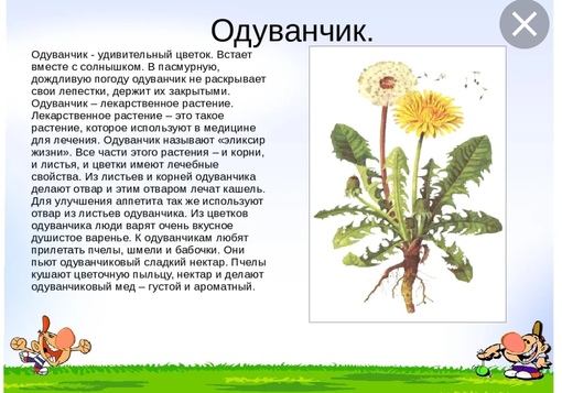 Рассказ о растении калина