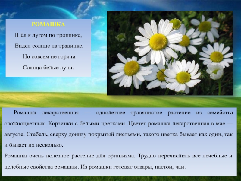 Ромашка составить. Описание ромашки. Рассказ о ромашке. Ромашка расскажите. Маленький рассказ про ромашку.