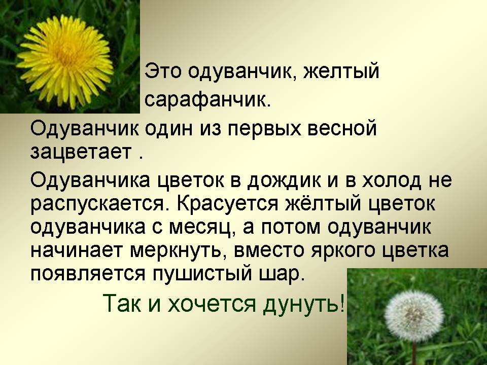 Одуванчик описание. Рассказать о одуванчике. Коротко о одуванчике. Одуванчики текст. Рассказ про одуванчик.