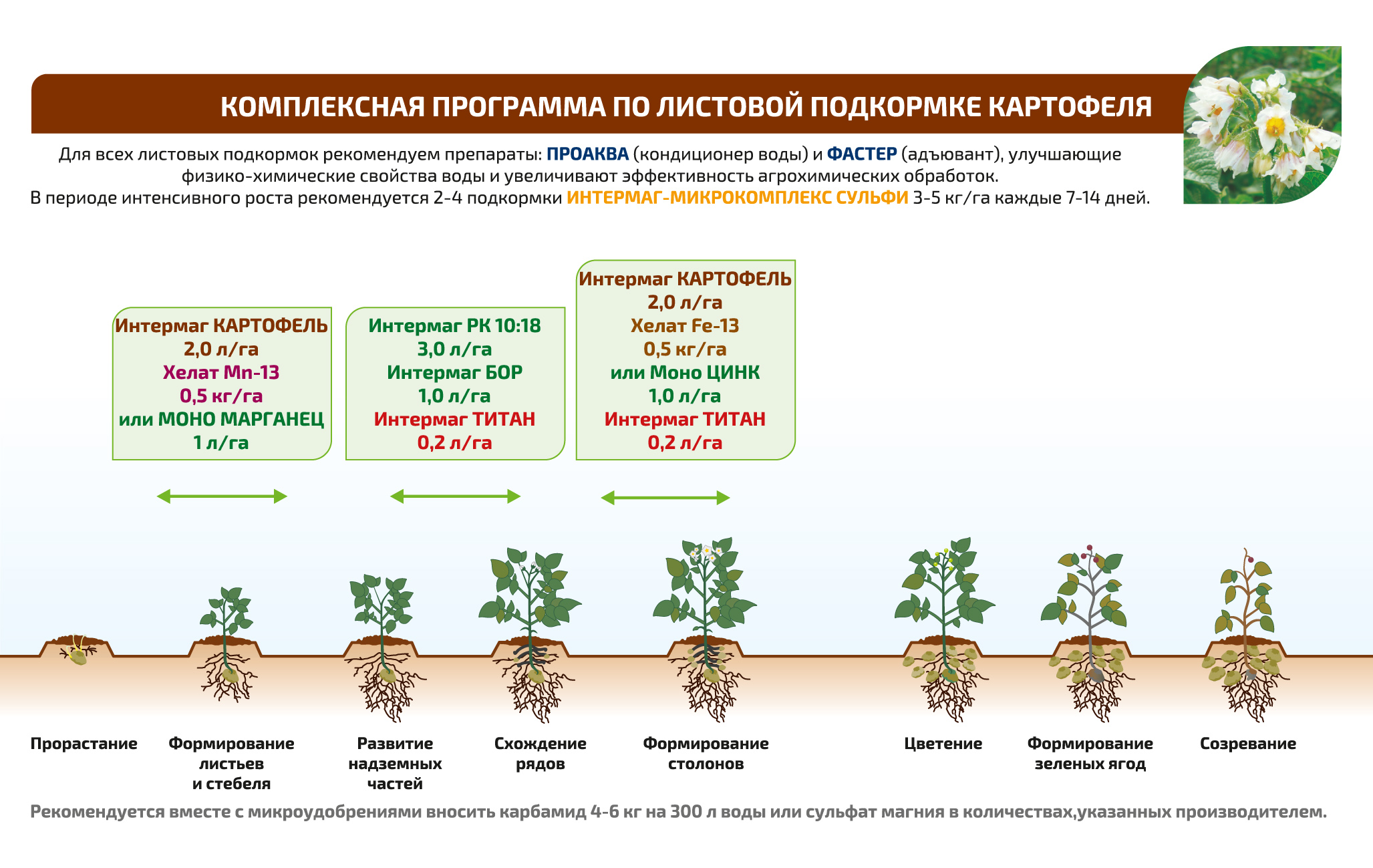 Схема посадки картошки