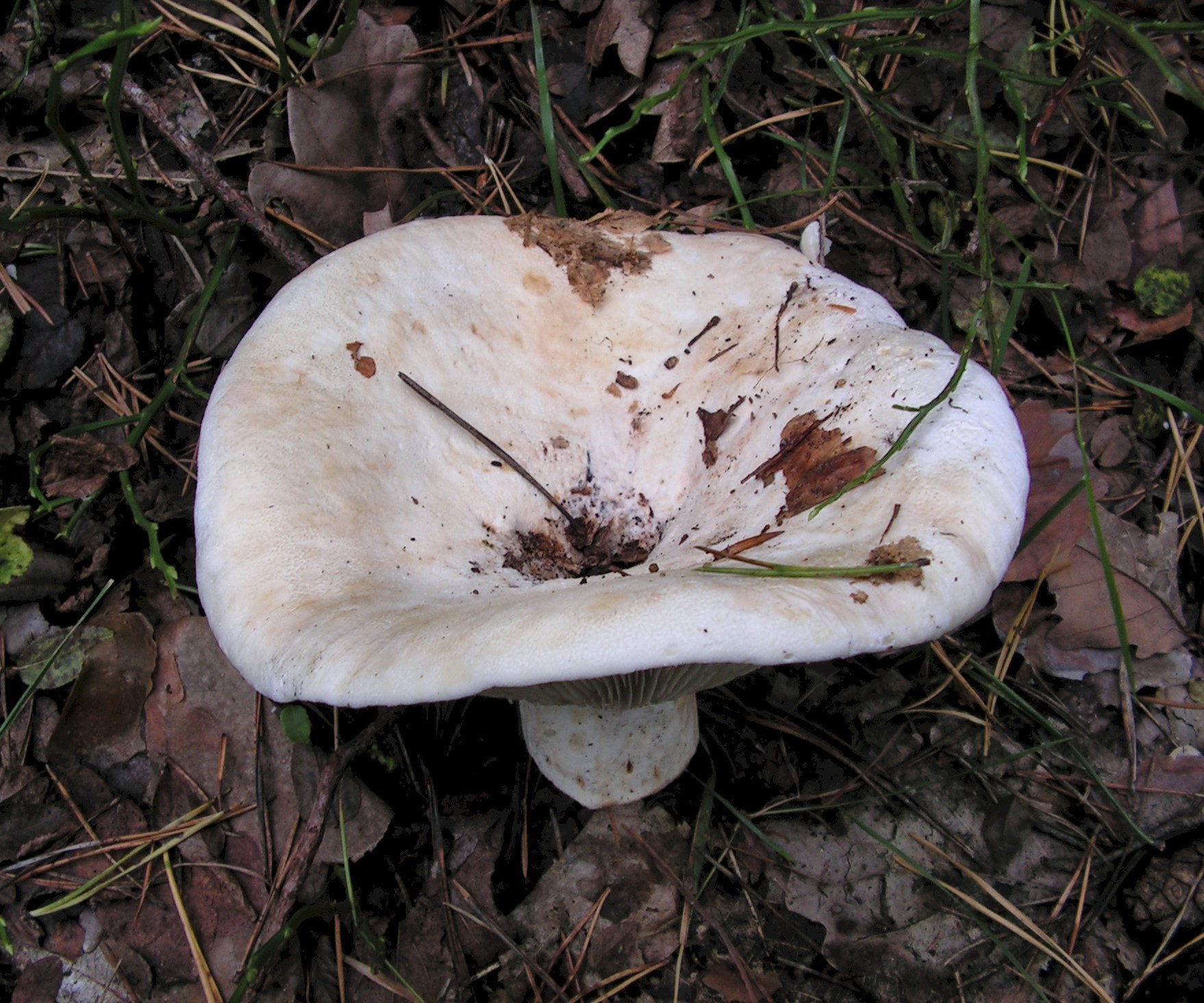 Белый фото и описание. Осиновый груздь (Lactarius controversus). Млечный груздь. Груздь осиновый. Подгруздок Тополиный.