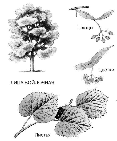 Липа рисунок для детей