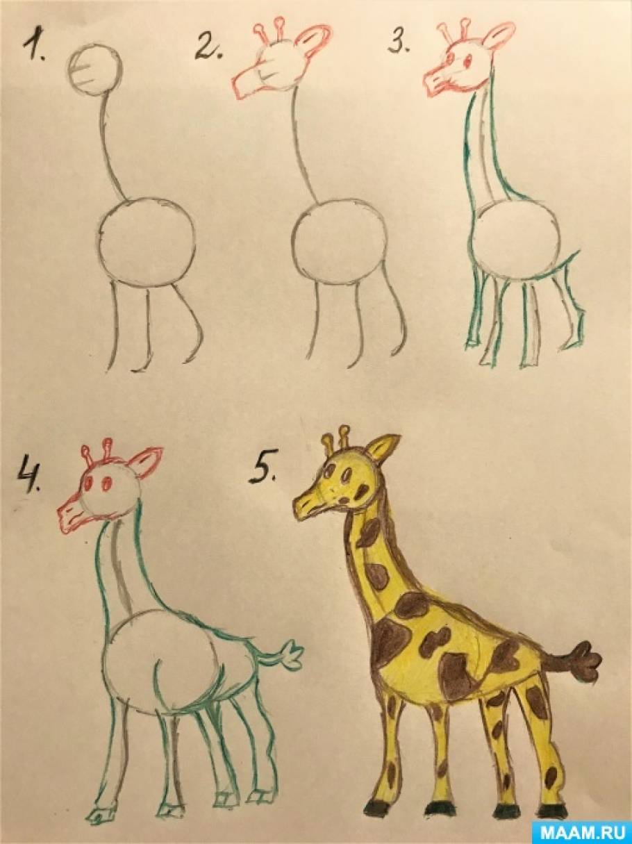 Жираф поэтапно для детей. Рисование жирафа в старшей группе. Рисование жирафа в подготовительной группе. Жираф рисование стращая группа. Рисование Жираф средняя группа.