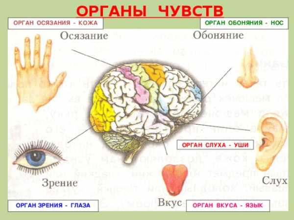 Картинки копия человека