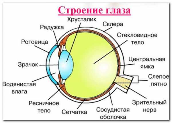 Картинка органы опеки