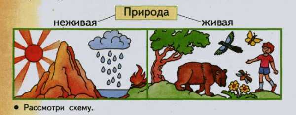 Картинки объекты живой и неживой природы