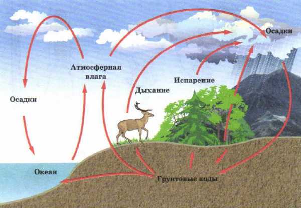 Какими буквами на схеме круговорота воды отмечены испарение перенос влаги осадки реки подземные воды