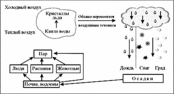 Нарисуйте схему круговорота углерода снабдив соответствующими пояснениями