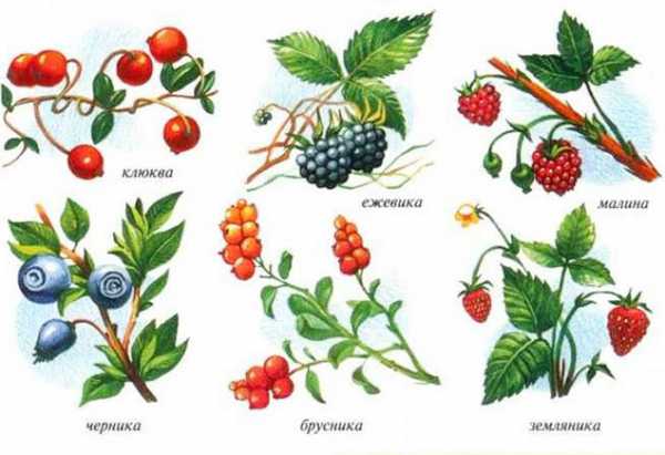 Название лесных ягод с картинками съедобные